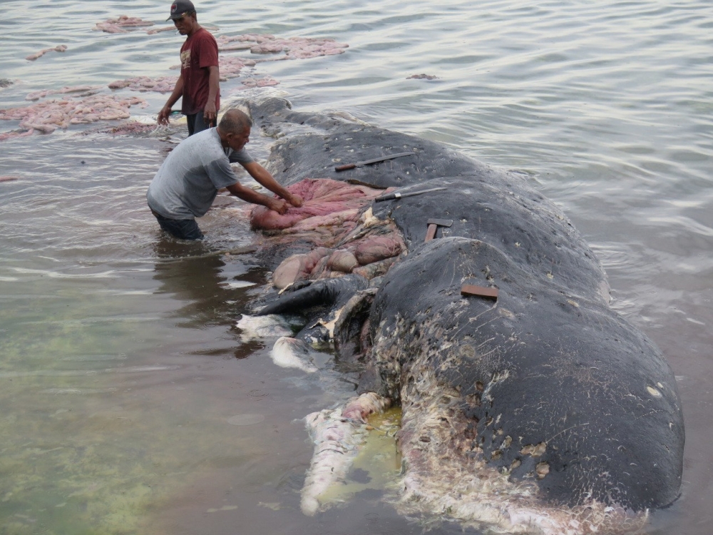 A stranded whale with plastic in his belly is seen in Wakatobi, Southeast Sulawesi, Indonesia, in this picture obtained from social media on Monday. — Reuters