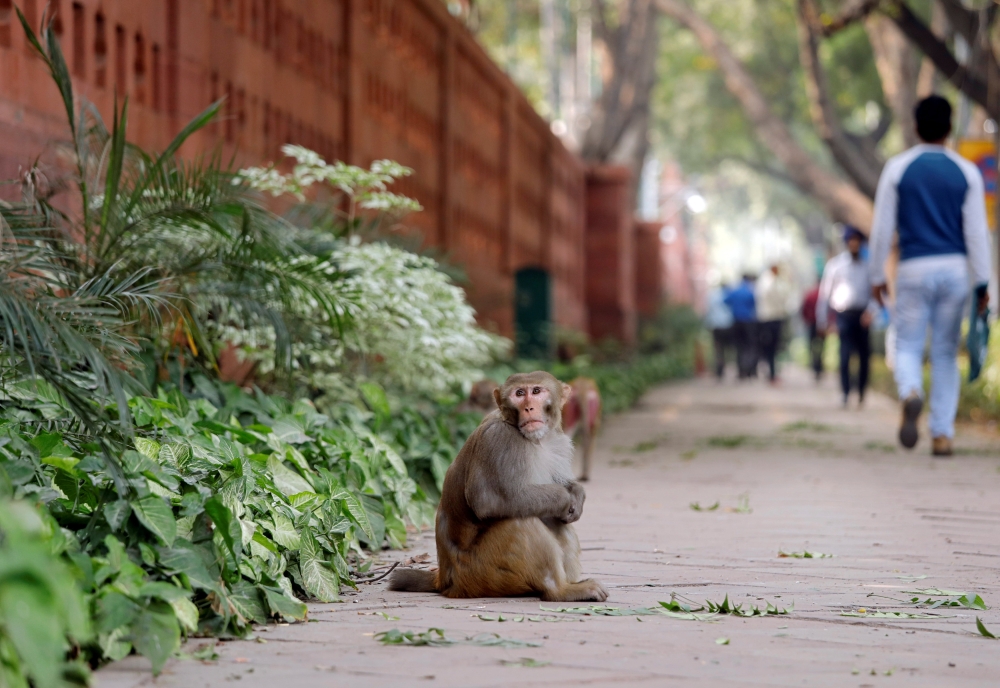 A monkey sits on a pavement outside India's Parliament building in New Delhi. — Reuters