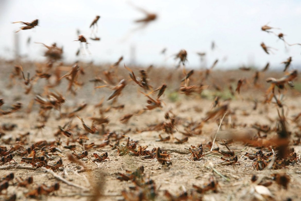 


Swarms of desert locusts from the Empty Quarter are seen invading farms in the Kingdom.