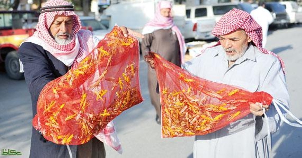 Crunchy locust snacks take Al-Ahsa by swarm - Saudi Gazette