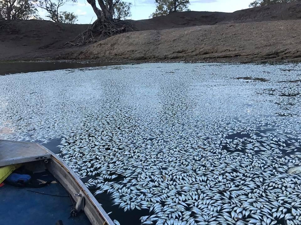 SEA OF WHITE: Scores of dead fish floating on the Darling river in southeastern Australian Outback town of Menindee on Tuesday. — AFP