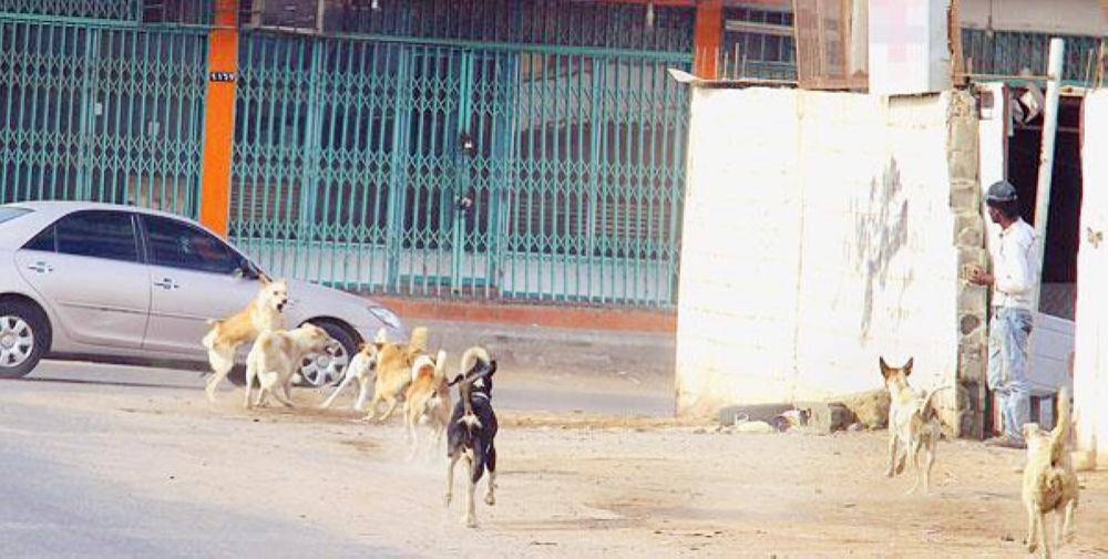 


Stray dogs found in large numbers in the neighborhoods of Tabuk pose a threat to the safety of residents, especially children.
