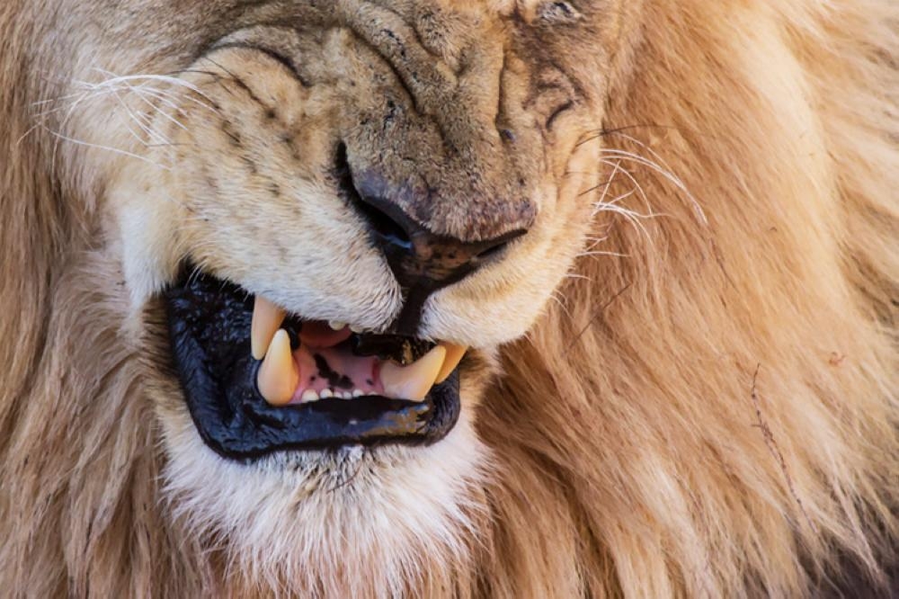 Lion on the lam locked
up in South African jail