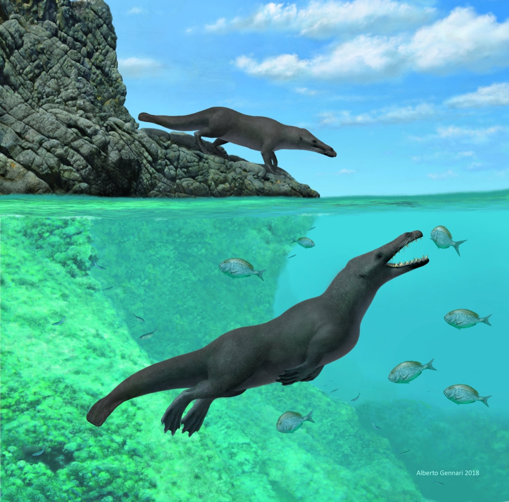 The newly discovered early whale Peregocetus, which lived about 43 million years ago, is pictured along the rocky shore of the southeastern Pacific in this undated artistic reconstruction. — Reuters