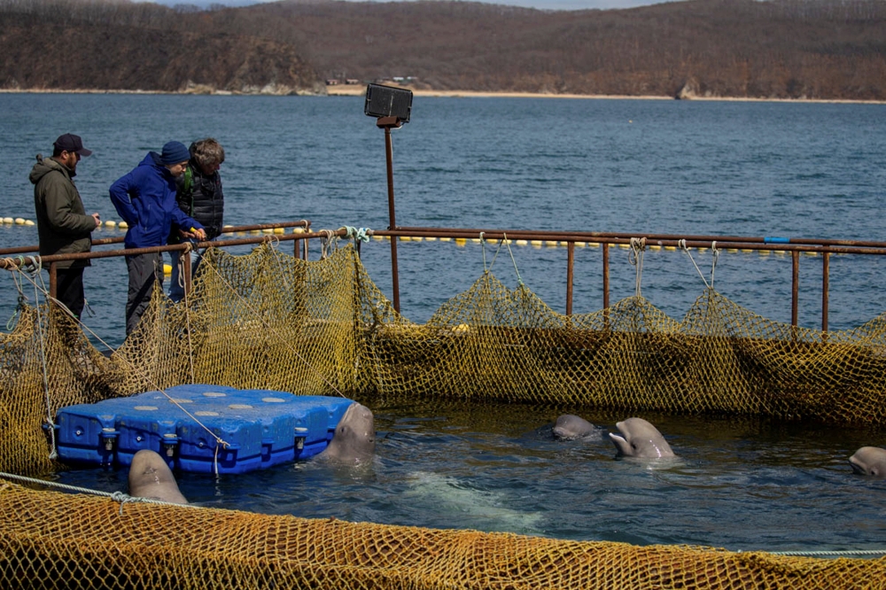 A view shows a facility, where nearly 100 whales including orcas and beluga whales are held in cages, during a visit of scientists representing explorer and founder of the Ocean Futures Society Jean-Michel Cousteau in a bay near the Sea of Japan port of Nakhodka in Primorsky region, Russia, in this April 7, 2019 file photo. — Reuters