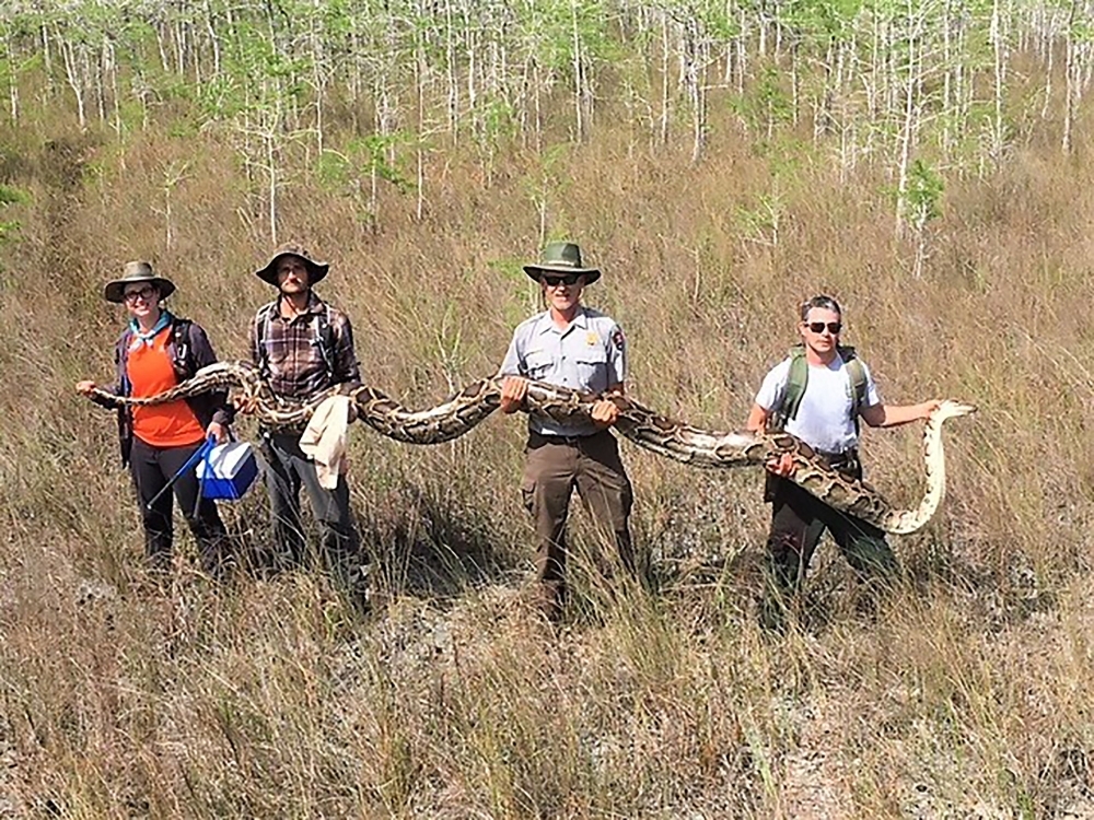This handout photograph, obtained April 7, 2019 courtesy of the Big Cypress National Preserve, shows a team of hunters with the Big Cypress National Preserve holding a female python measuring over 17 feet in length and weighing 140 pounds with 73 developing eggs. — AFP