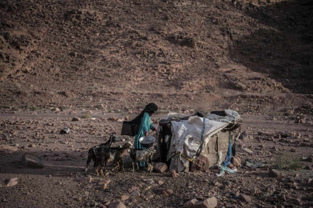  An Egyptian Bedouin herder feeds her stock in the village of al-Hamada in Wadi el-Sahu in South Sinai governorate in this March 31, 2019 file photo. — AFP
