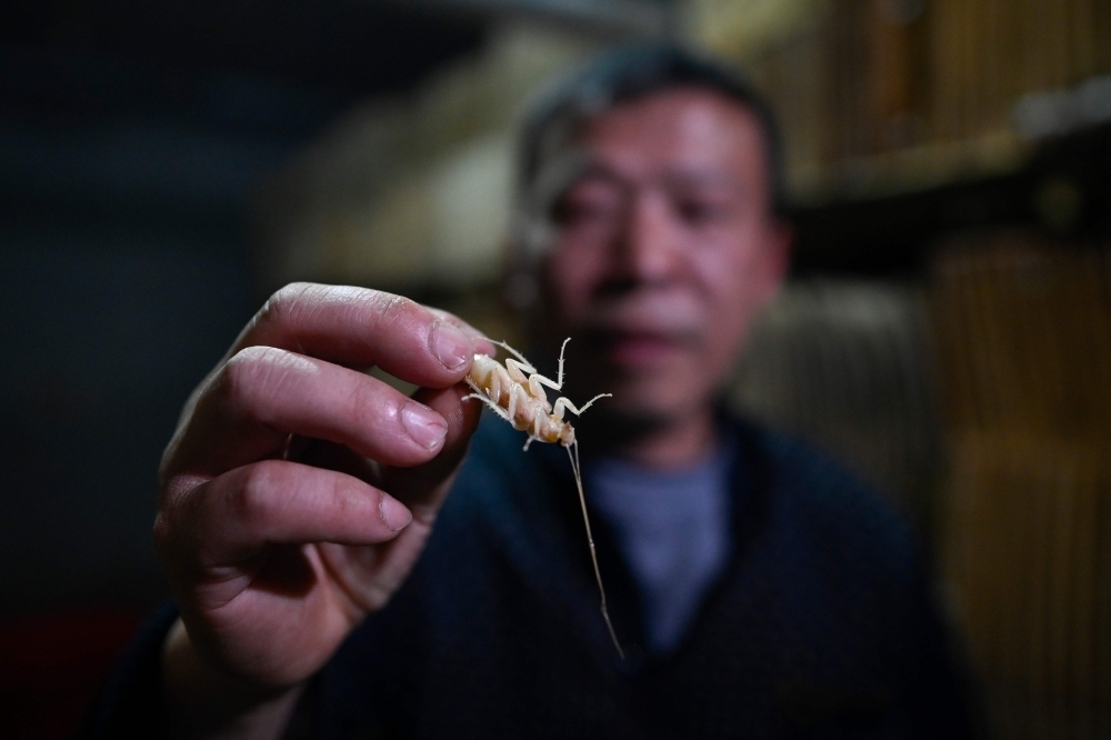 Cockroach farmer Li Bingcai holding up an exuvial roach at his farm in Yibin, China's southwestern Sichuan province.  — AFP