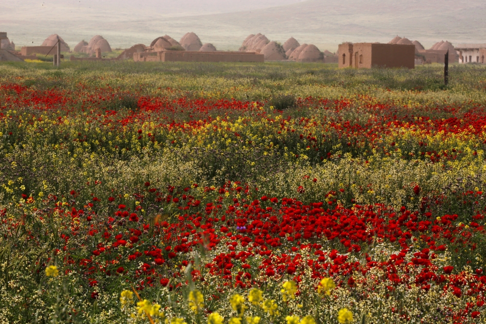 Poppies are seen in full bloom during spring in Aleppo, Syria. — Reuters photos