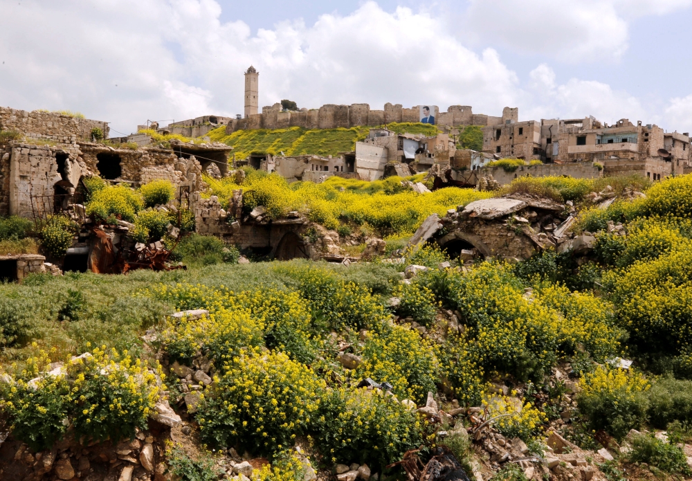 Poppies are seen in full bloom during spring in Aleppo, Syria. — Reuters photos