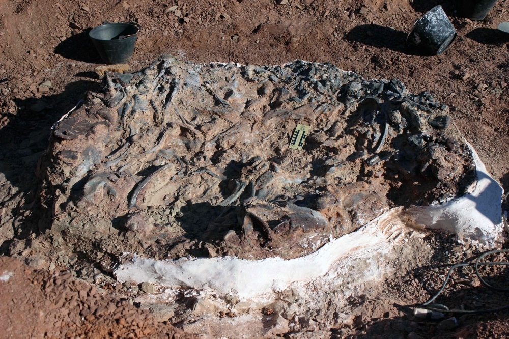 Handout photo released by the Institute and Museum of Natural Sciences (IMCN) of the San Juan University, of a 220-million-year-old fossil at the Ischigualasto National Park in San Juan province, Argentina. — AFP