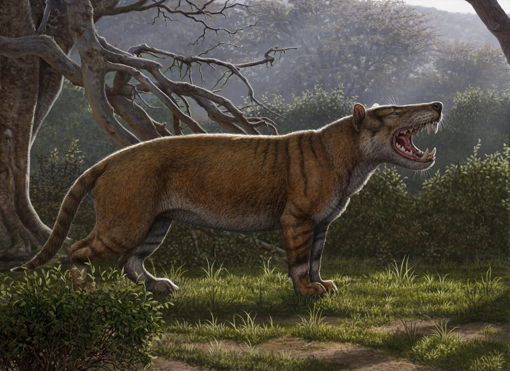 Simbakubwa kutokaafrika, a gigantic mammalian carnivore that lived 22 million years ago in Africa and was larger than a polar bear, is seen in this artist's illustration released in Athens, Ohio, US, on Thursday. — Reuters