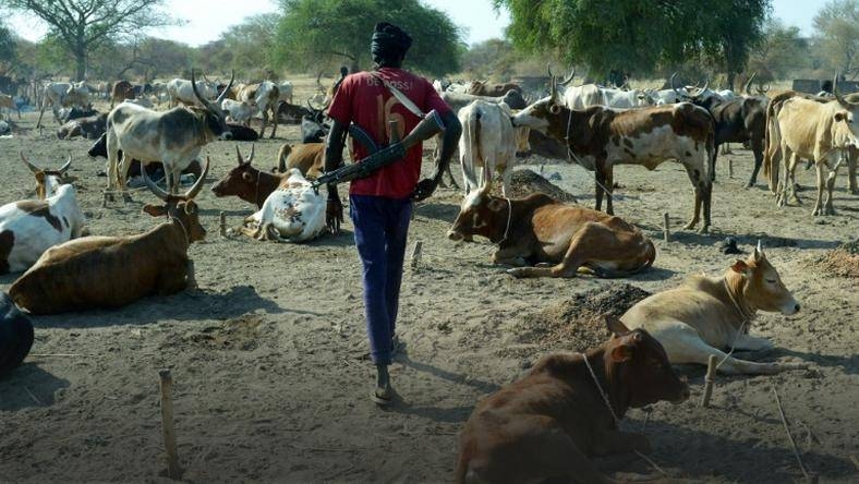 Instead of their traditional spears, cowherds now carry automatic rifles that have transformed cattle raids – Courtesy photo