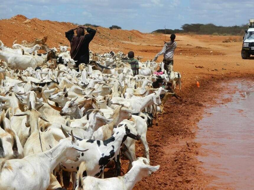 Kenyan radio builds herders’ trust in drought insurance