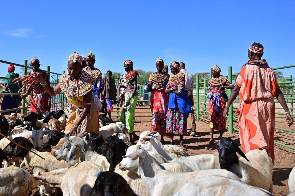 Traditional Samburu tribeswomen gather their goats to be sell at Merille livestock market, some 411 km north of Nairobi in Kenya's Marsabit county, on April 30, 2019. Nomadic livestock herders in East Africa's drylands have endured climate variability for millennia, driving their relentless search for water and pasture in some of the world's most inhospitable terrain. — AFP