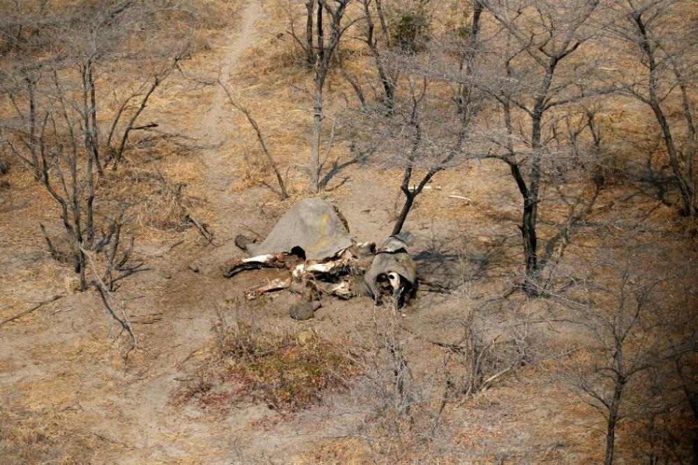 An aerial photograph shows the carcass of an elephant, after reports that conservationists have discovered 87 of them slaughtered just in the last few months, in the Mababe area, Botswana, in this Sept. 19, 2018 file photo. — Reuters