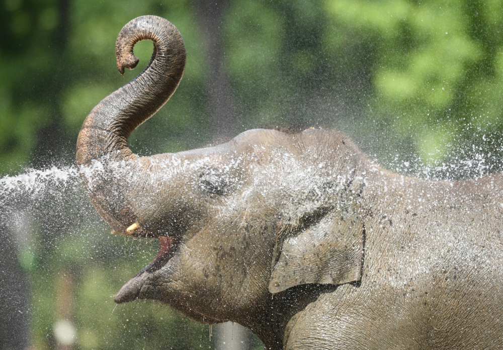 A zookeeper uses water to cool off elephants, as a heat wave is expected to reach the city, at the Berlin Zoo, Germany, on Tuesday. — Reuters