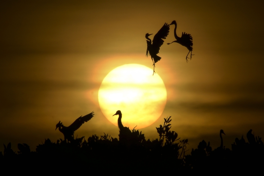 Some Egret birds take a flight as others rest on the top of mangrove trees during sunset at Kajhu beach, in Aceh province, Indonesia, on Monday. — AFP