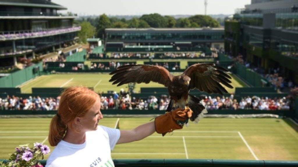  Rufus the Harris hawk is held by handler Imogen Davies Rufus the Harris hawk is held by handler Imogen Davies. —  AFP