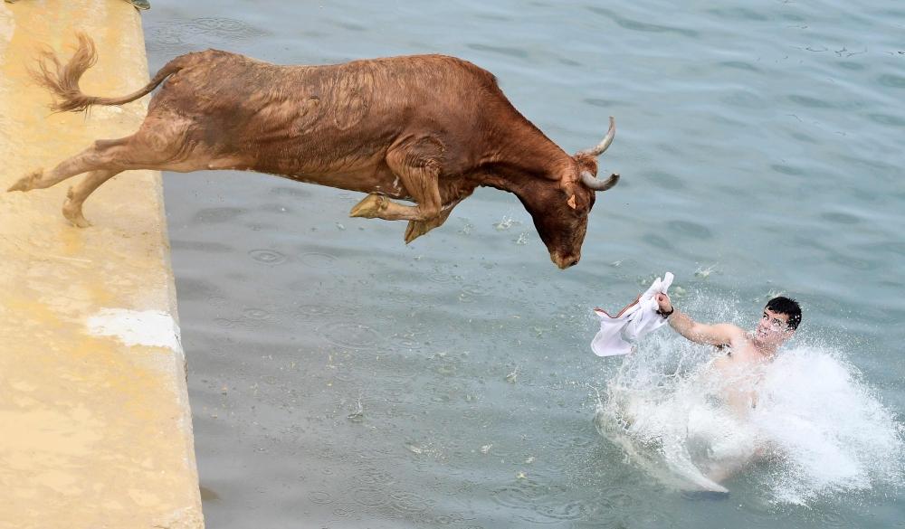 TOPSHOT - A bull jumps in the water during the traditional running of bulls 