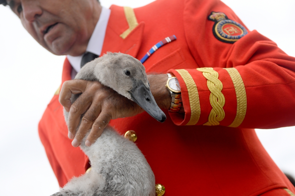 David Barber, The Queen's Swan Marker, holds a cygnet as officials record and examine cygnets and swans during the annual census of the Queen's swans, known as 'Swan Upping', along the River Thames in London, Britain, on Monday. — Reuters