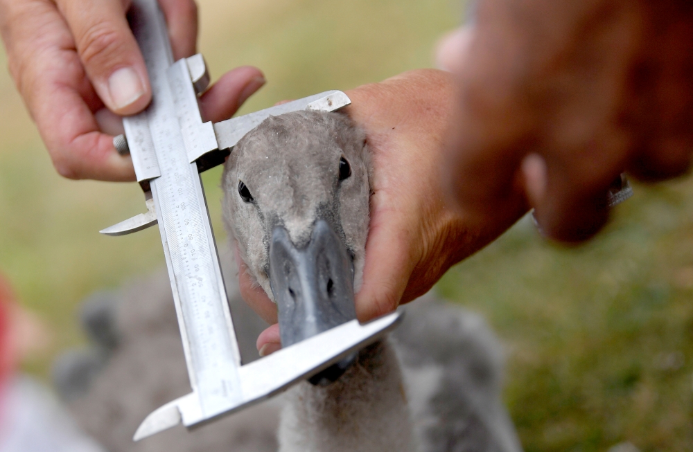 David Barber, The Queen's Swan Marker, holds a cygnet as officials record and examine cygnets and swans during the annual census of the Queen's swans, known as 'Swan Upping', along the River Thames in London, Britain, on Monday. — Reuters