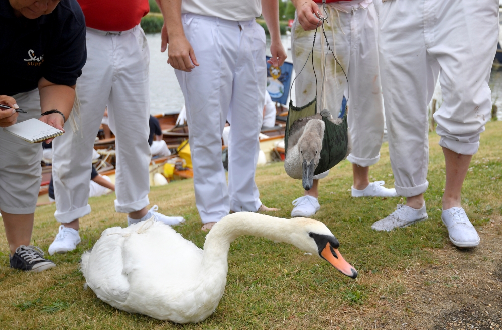 David Barber, The Queen's Swan Marker, holds a cygnet as officials record and examine cygnets and swans during the annual census of the Queen's swans, known as 'Swan Upping', along the River Thames in London, Britain, on Monday. — Reuters