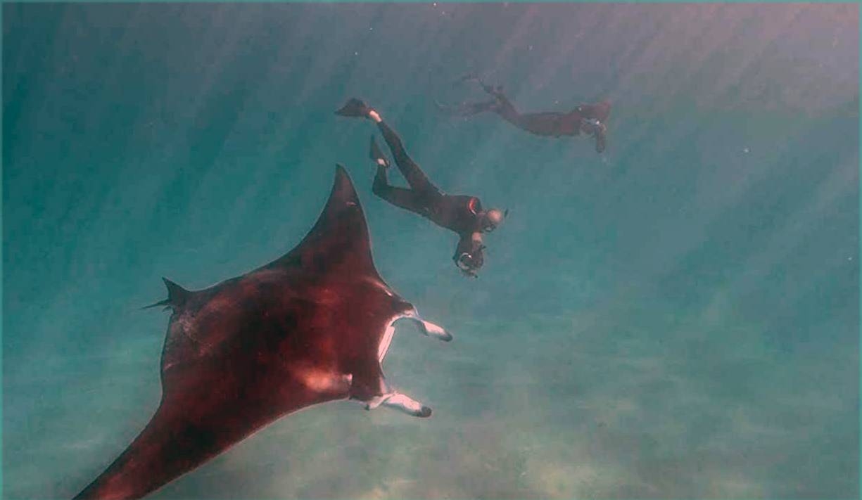  A giant manta ray with several fishing hooks caught below its eye appeared to ask two nearby divers for help in removing them, and then waited patiently for them to do so. — Courtesy YouTube