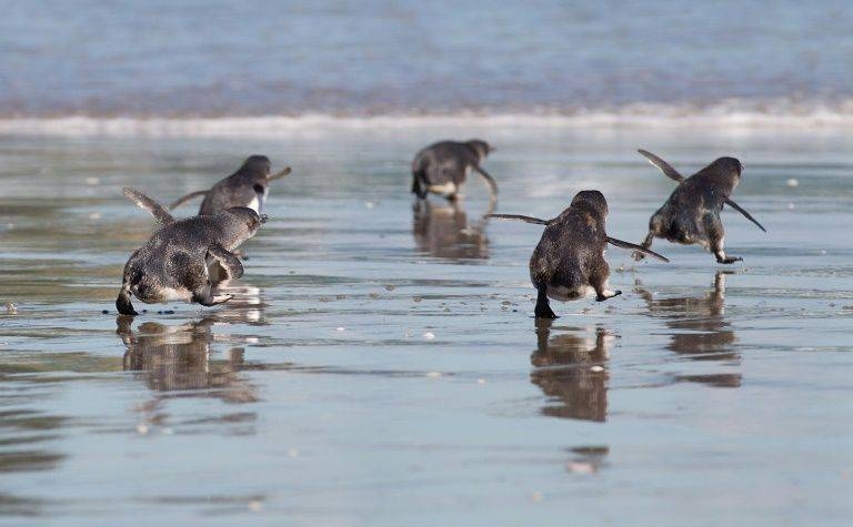 Little blue penguins, also known as fairy penguins, are native to New Zealand but are listed as at-risk as development encroaches upon their environment. — AFP 