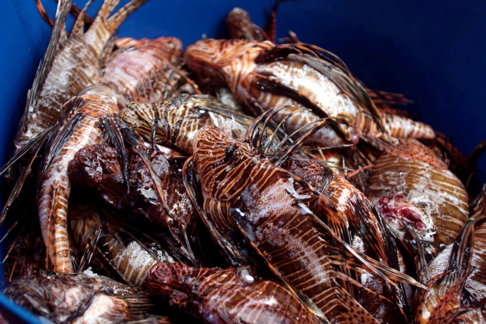 Lionfish is seen after a dive at the Zenobia, a cargo ship wreck off Larnaca, Cyprus July 15, 2019. REUTERS/Yiannis Kourtoglou