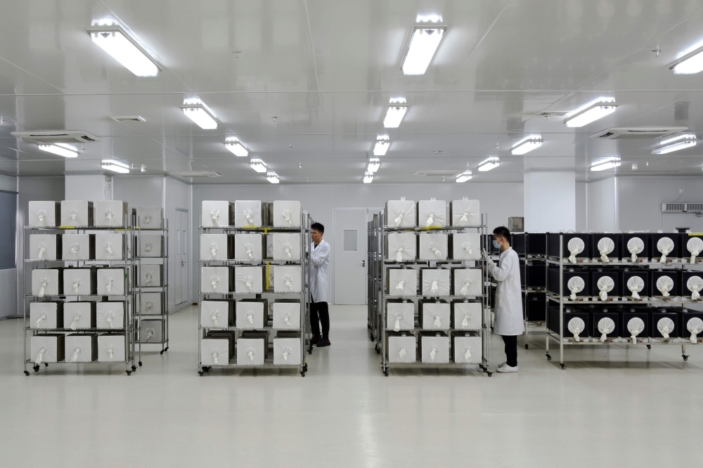 This handout photo taken on July 13, 2019 by the Guangzhou Wolbaki Biotech Company shows mass rearing of adult mosquitoes in containers at the Wolbaki company in Guangzhou in southern China's Guangdong province. — AFP