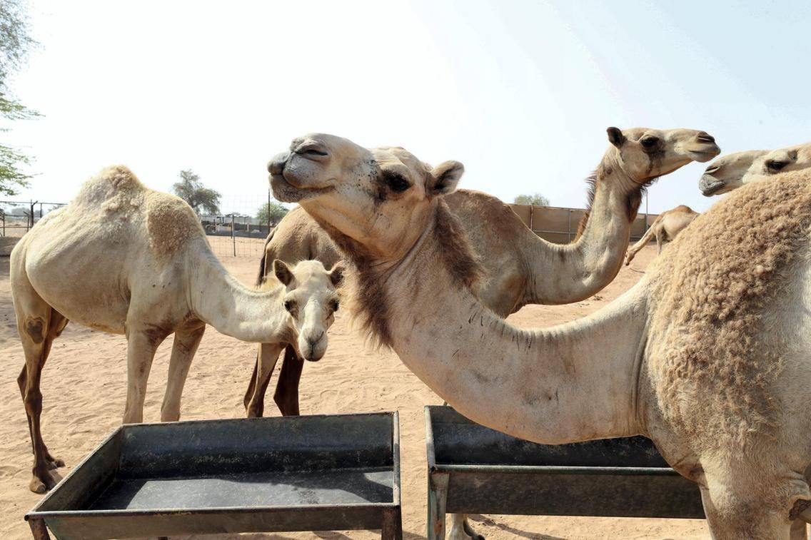 Thousands of tons of camel dung are being used to fuel cement production in the northern United Arab Emirates.