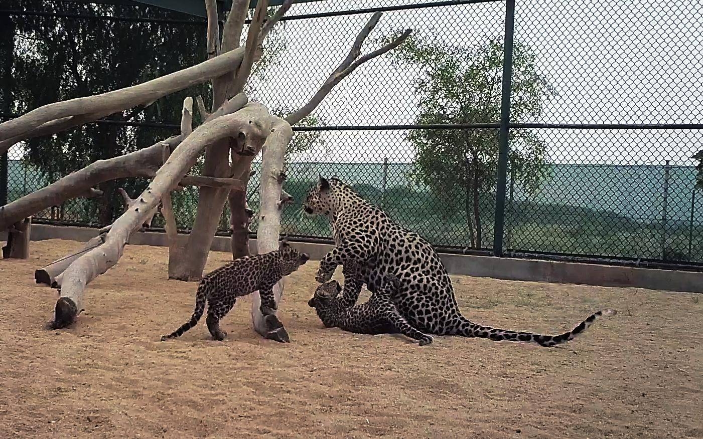 The two cubs, one male and one female, were born on April 26 at the Prince Saud Al-Faisal Wildlife Research Center in Taif in the Northwest of Saudi Arabia. The cubs have now passed a critical developmental milestone passing 12 weeks and were recently vaccinated by veterinarians. — Courtesy photo