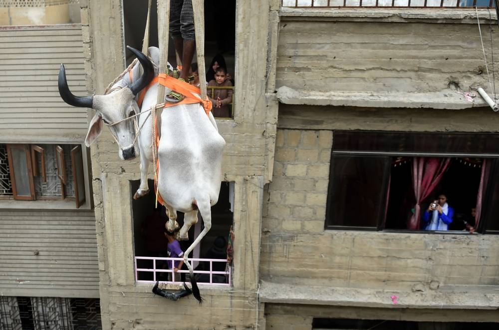 Pakistani residents watch as a crane lifts a bull from the roof of a building in preparation for the Muslim annual festival of Eid Al-Adha or the Festival of Sacrifice, in Karachi, in this Aug. 4, 2019 file photo. In Karachi alone nearly half a million cows, goats and other camels will be sold or sacrificed during the Eid Al-Adha holiday. But in the sprawling city of around 20 million, notorious for its gridlocked traffic, dense neighborhoods, and woeful lack of green space, some roofs are transformed into temporary livestock pins ahead of Eid. — AFP