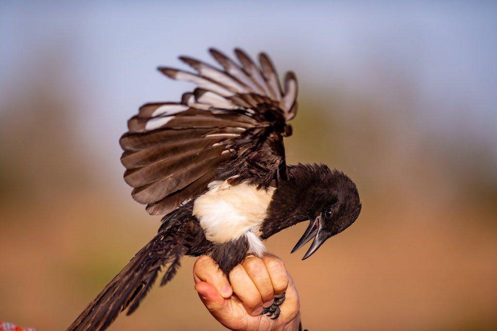 The project commenced with a 12-month research study to estimate magpie population size, density, habitat use and distribution. — SPA