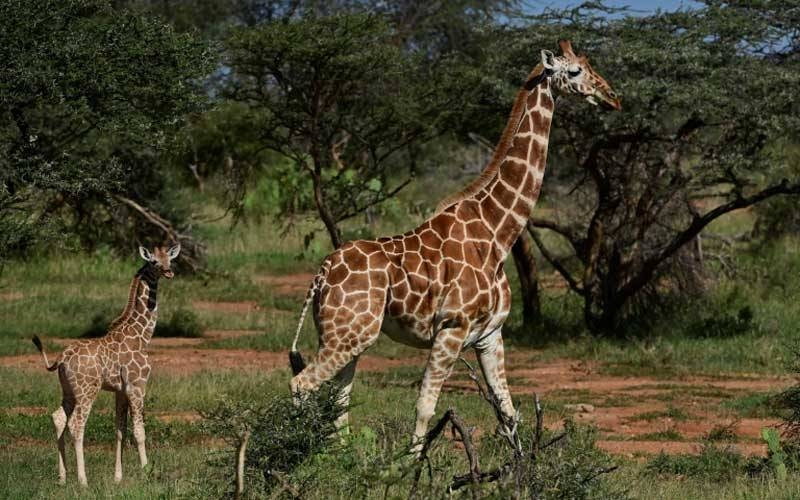 In Kenya, Somalia and Ethiopia, reticulated giraffe numbers fell 60 percent in the roughly three decades to 2018. -AFP