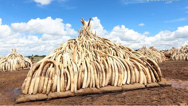 Pressure mounting on  EU to end ivory trade