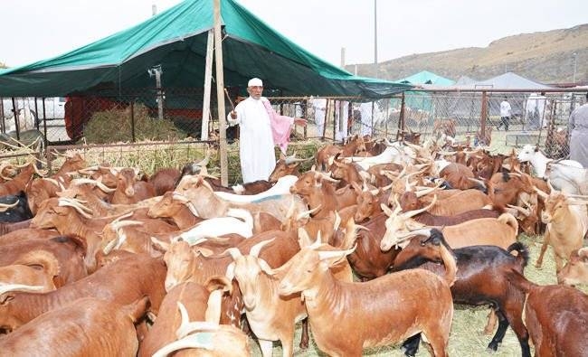 The barcode will be linked with the animal even after slaughtering it. This will provide the possibility of recalling the carcass, determining where it has been distributed and the recipient. — Courtesy photo