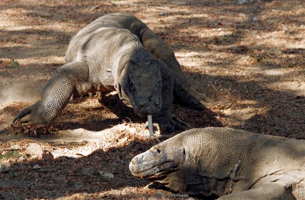 Indonesia's Komodo dragons. -Courtesy photo