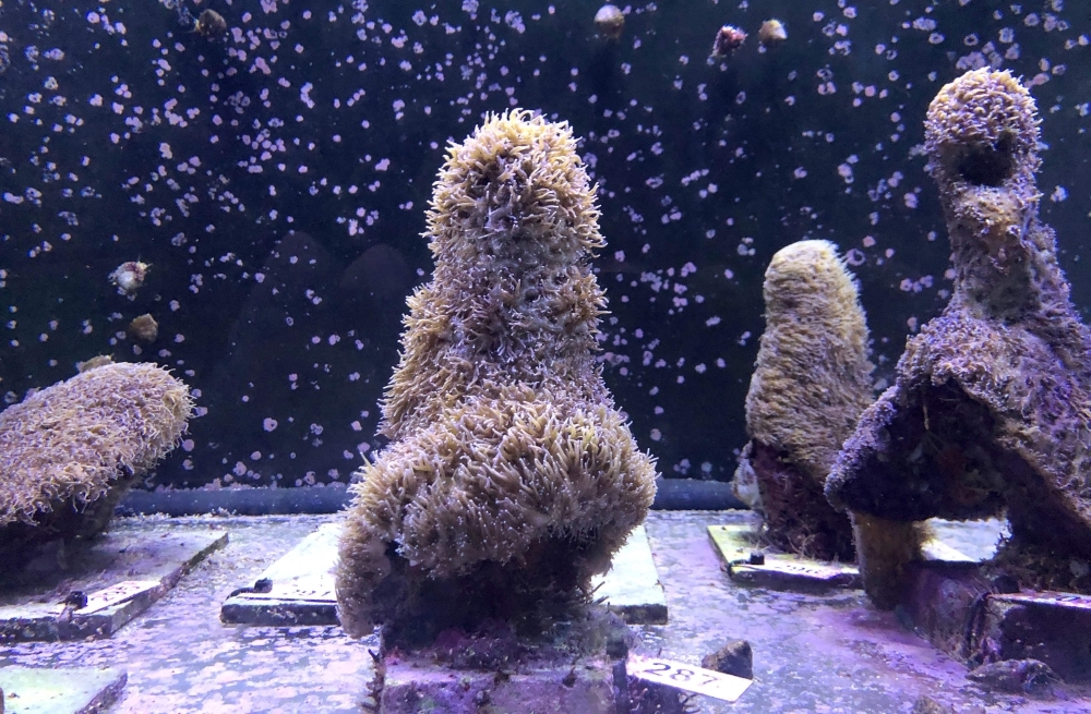 Pillar corals in a water tank at the labs of The Florida Aquarium Conservation Center in Apollo Beach where recently the spawning occurred on August 22, 2019, in Apollo Beach, Florida. -AFP