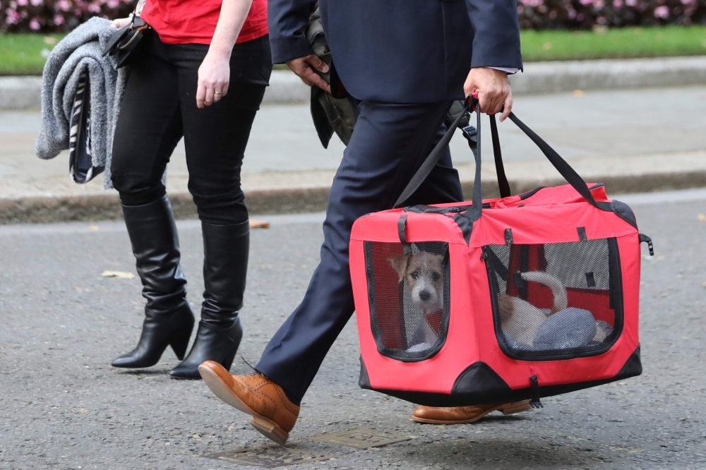 Britain's Prime Minister Boris Johnson and Carrie Symonds' new male Jack Russell puppy, a rescue dog, provided by Friends of Animals Wales, is seen being carried to 10 Downing Street in London on Monday. — AFP