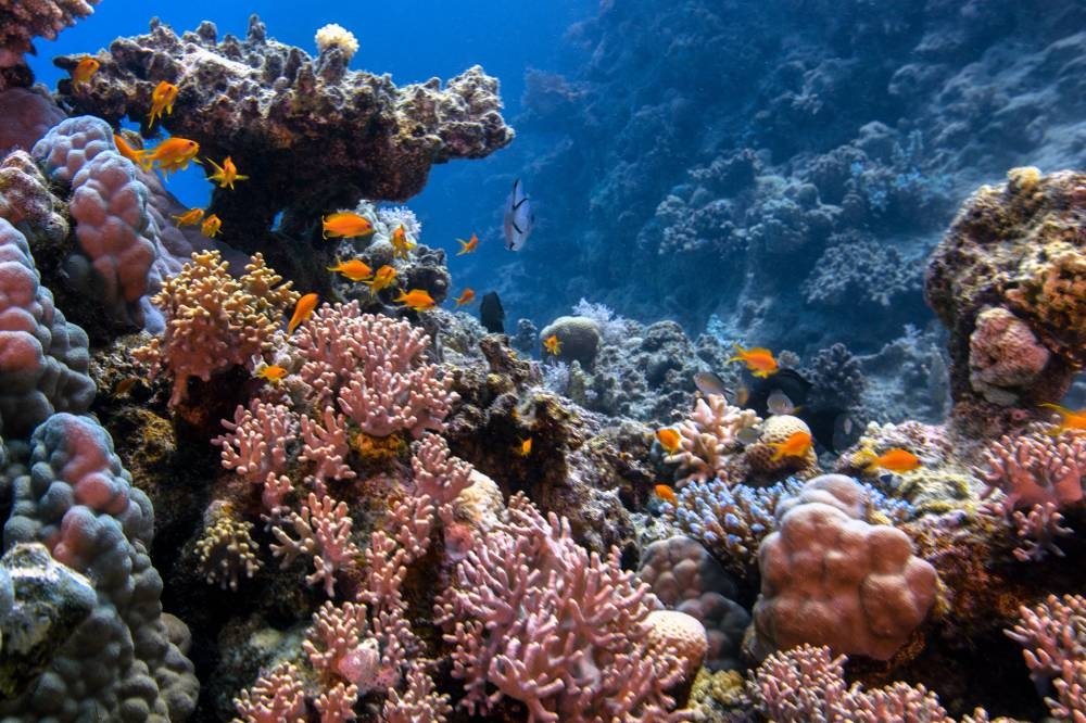 Coral reefs in the north of the Red Sea are a global focus for their remarkable resilience to climate change, becoming a model of a hopeful experience in managing coral reef sites in other parts of the world. — Courtesy photo