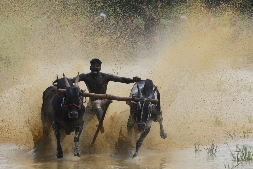 A jockey races a pair of bulls on a paddy fields during the annual Kalapoottu bull running festival on the occasion of Onam festival celebrations in the village of Vengannur near Palakkad, Kerala, India, on Sept. 12, 2019.  — AFP