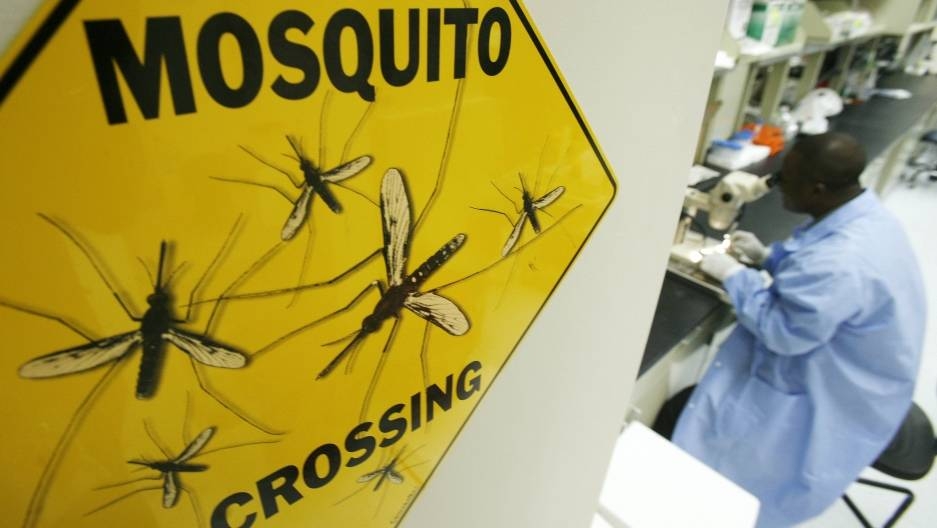 A scientist dissects a mosquito at a research facility in Rockville, Maryland. This week, scientists in Burkina Faso released some 1,000 genetically modified mosquitoes into the wild. -Reuters