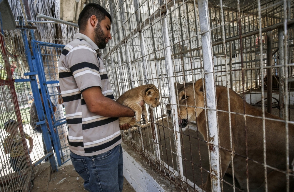 A Palestinian employee shows three recently born cubs at a zoo in Rafah in the southern Gaza Strip on Sept. 8, 2019.  The Rafah Zoo in the southern Gaza Strip was known for its emaciated animals, with the owners saying they struggled to find enough money to feed them. In April, international animal rights charity Four Paws took all the animals to sanctuaries, receiving a pledge the zoo would close forever. But last month it reopened with two lions and three new cubs, penned in cages only a few square meters in size. — AFP