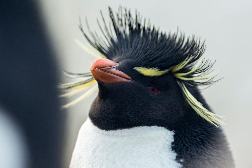 A Rockhopper penguin