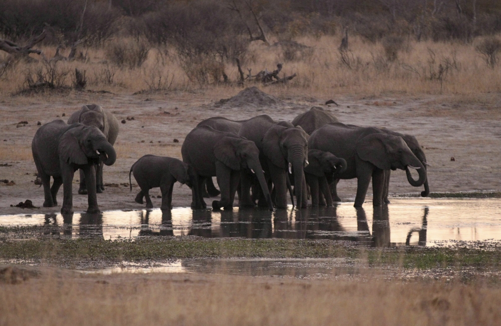 A herd of elephants gather at a water hole in Zimbabwe's Hwange National Park in this Aug. 1, 2015 file photo. — Reuters