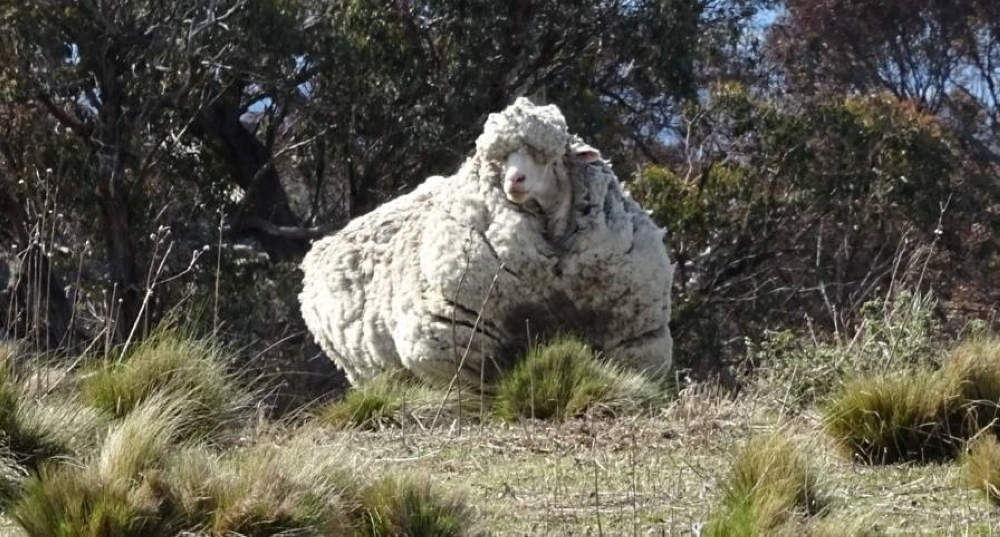 Chris the woolly sheep is seen in this undated picture from social media on Tuesday. — Reuters