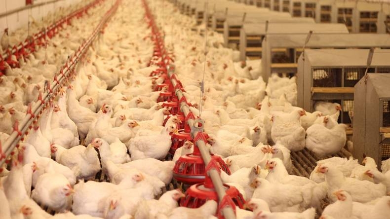 Poland is Europe's poultry king