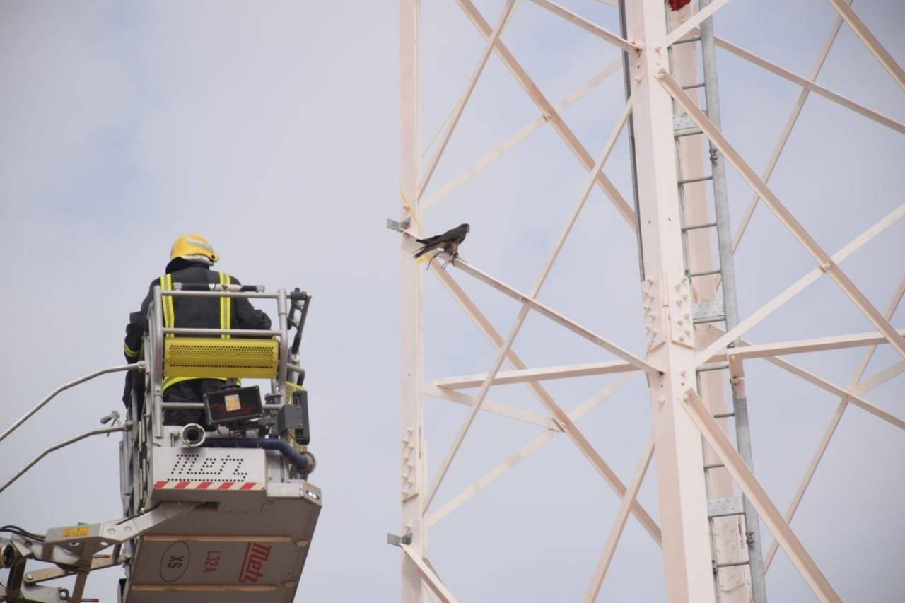 Civil Defense teams rescue falcon tangled in Riyadh tower